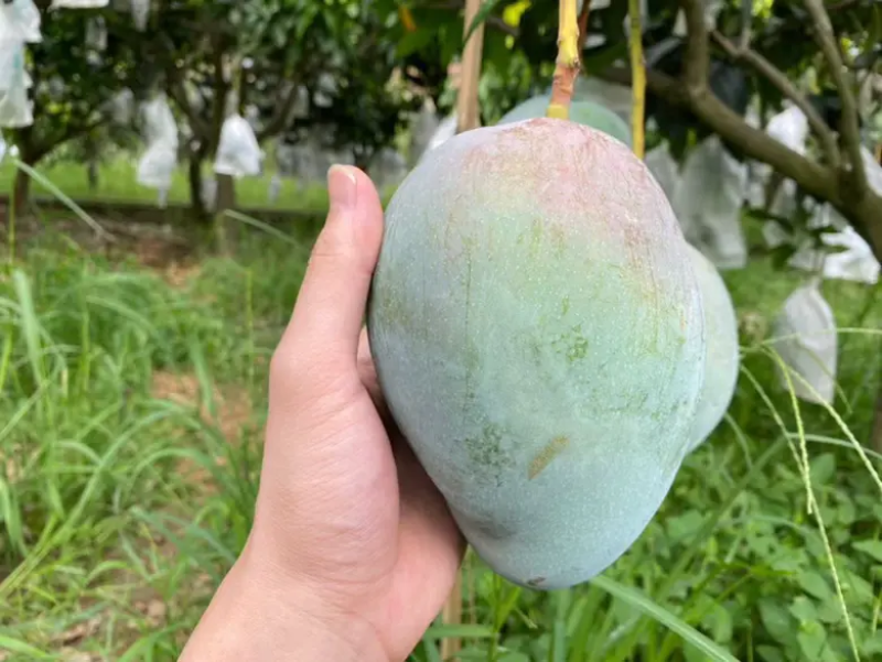 精品芒果一手货源视频看货品质保证以质论价欢迎联系