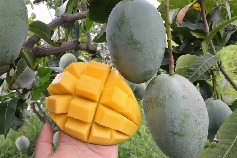精品芒果凯特芒包邮一件代发品质保证坏果包赔
