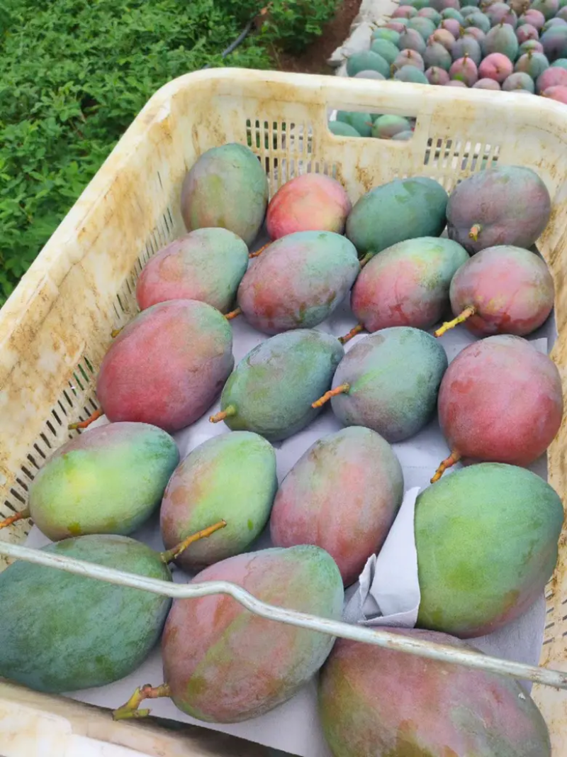 精品芒果凯特芒包邮一件代发品质保证坏果包赔