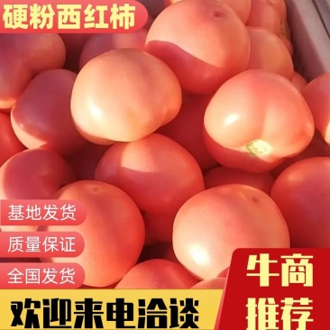 【推荐】西红柿，硬粉西红柿产地发货，质量保证欢迎咨询