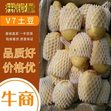 【热卖V7土豆】3两以上精品上市量大从优价格美丽