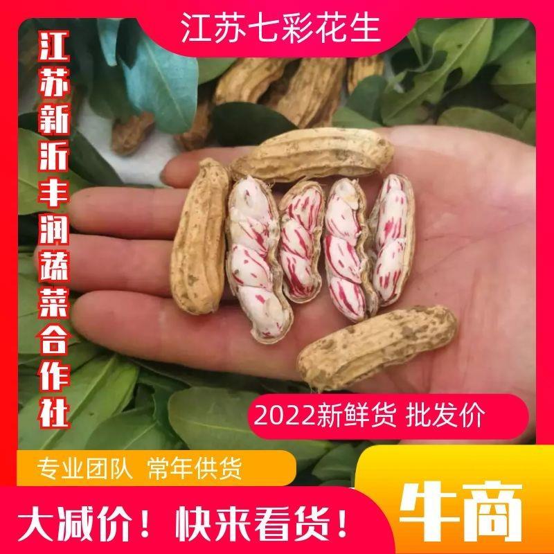 2026年.七彩花生.可做种子，（批发大量优惠）