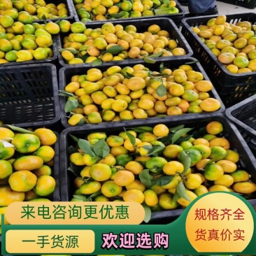 【精品】湖南特早蜜桔大量上市产地直发一手货源实地看货