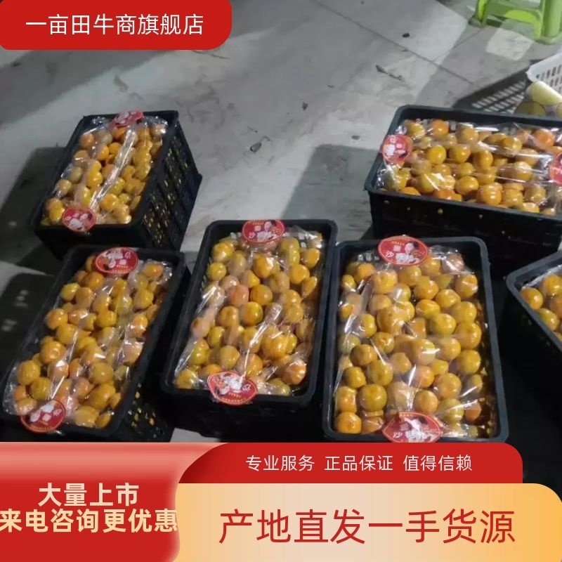 [优质]湖南东江湖蜜桔货源充足专业代办一条龙服务