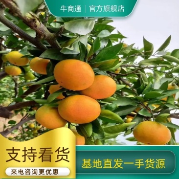 【优质】湖南郴州资兴东江湖特早蜜橘汁多化渣水份足实地看货