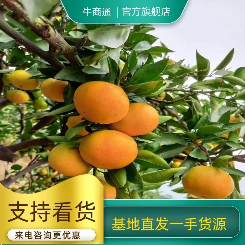 【优质】湖南郴州资兴东江湖特早蜜橘汁多化渣水份足实地看货
