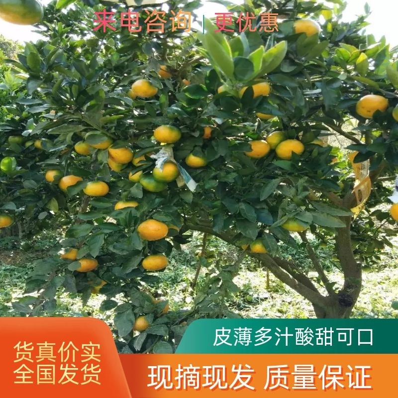 优质湖南东江湖蜜橘专业代办已大量上欢迎各位老板来采购