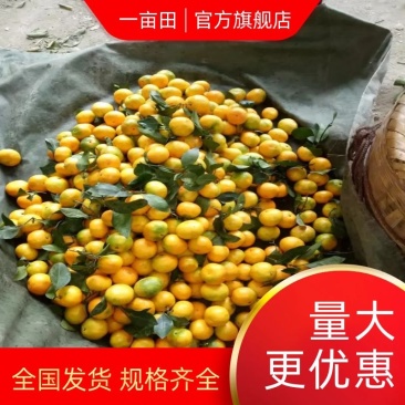 【优选】东江湖蜜橘皮薄多汁口感酸甜大量上市中