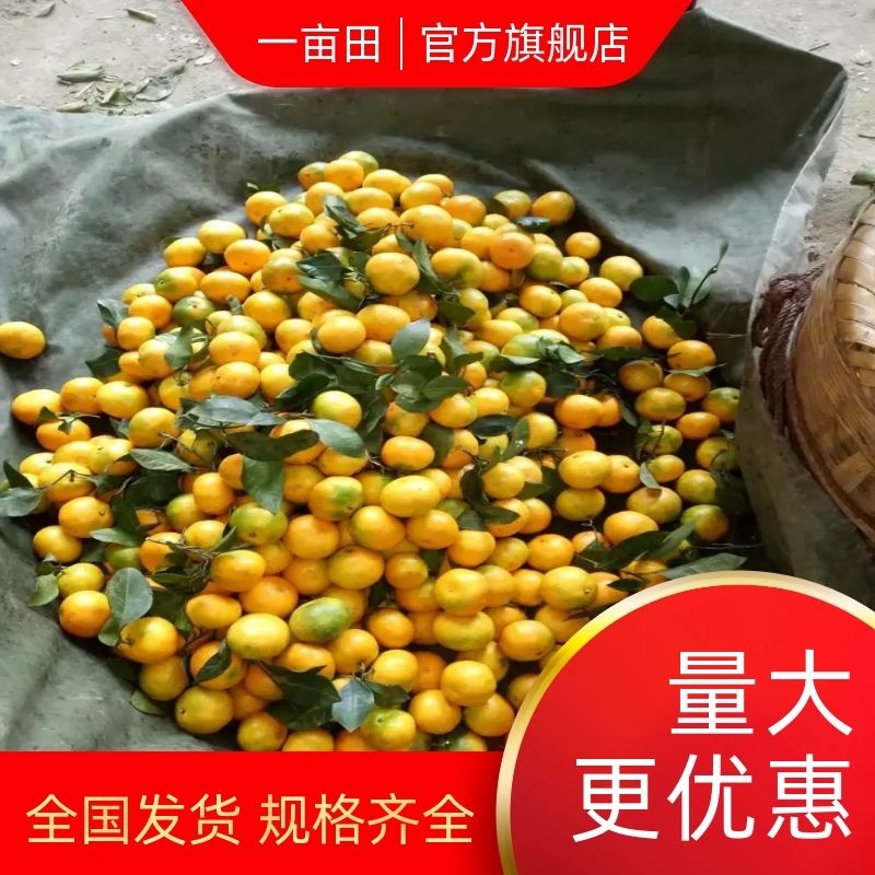 【优选】东江湖蜜橘皮薄多汁口感酸甜大量上市中