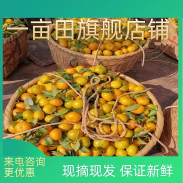 【精选东江湖优质蜜橘】皮薄味甜酸甜多汁大量上市