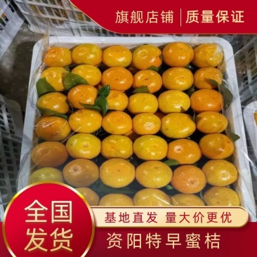 [精品]东江湖特早蜜橘已大量上市欢迎各位老板来采购