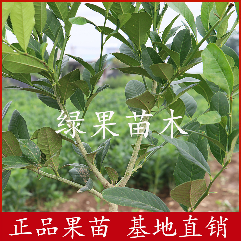 正宗香水柠檬苗无籽无核柠檬四季开花结果品质保证