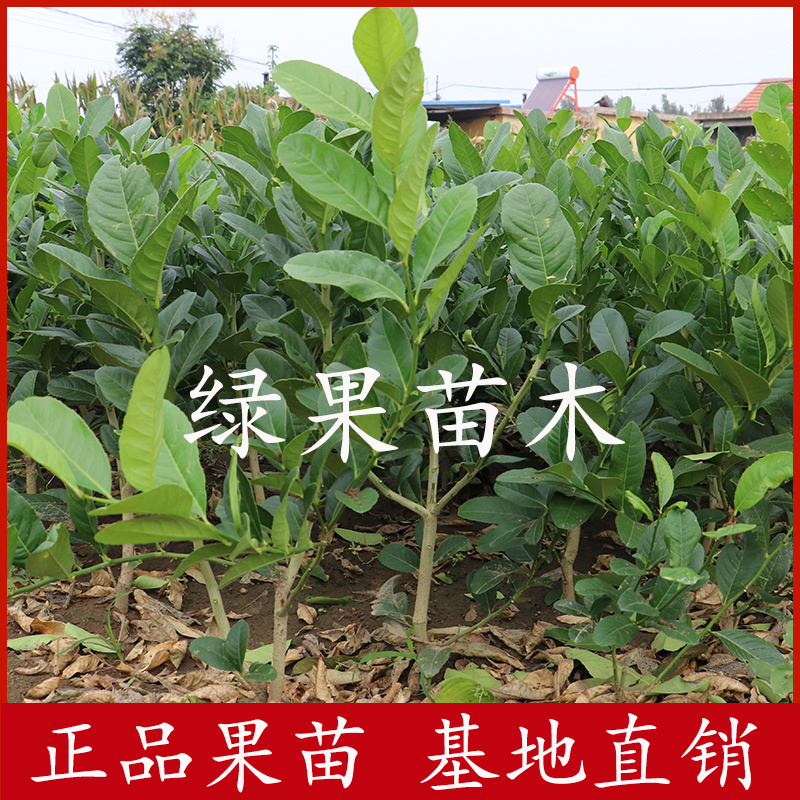 正宗香水柠檬苗无籽无核柠檬四季开花结果品质保证