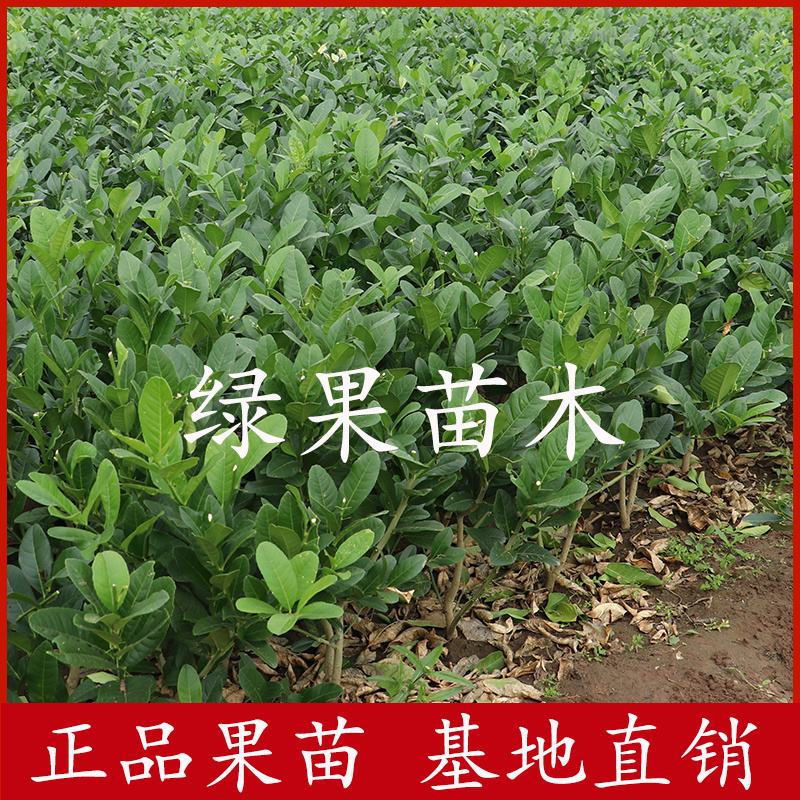 正宗香水柠檬苗无籽无核柠檬四季开花结果品质保证
