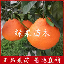 日本杂柑丑美人柑橘苗丑柑+红美人杂交新品种