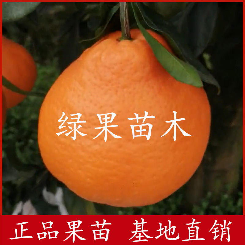 日本杂柑丑美人柑橘苗丑柑+红美人杂交新品种