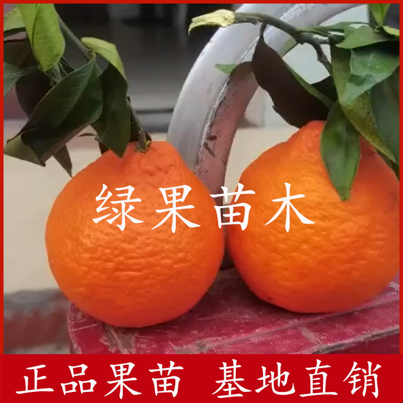 日本杂柑丑美人柑橘苗丑柑+红美人杂交新品种
