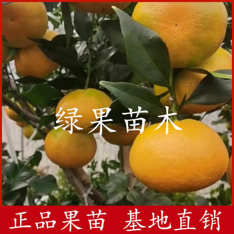 爱媛46号柑橘苗早熟品种阿蜜达柑橘苗