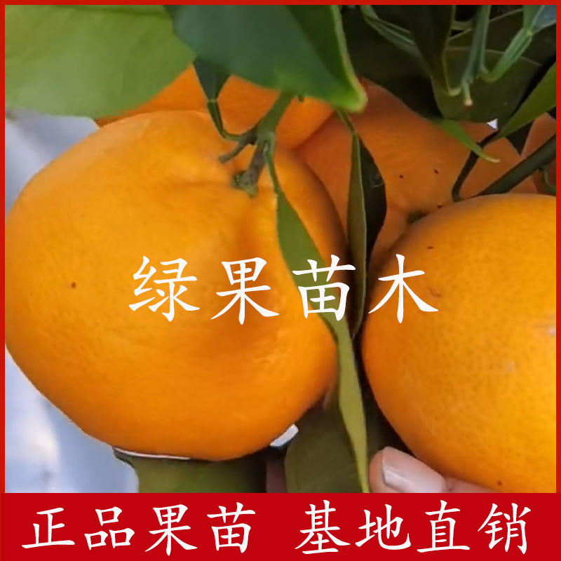 爱媛46号柑橘苗早熟品种阿蜜达柑橘苗