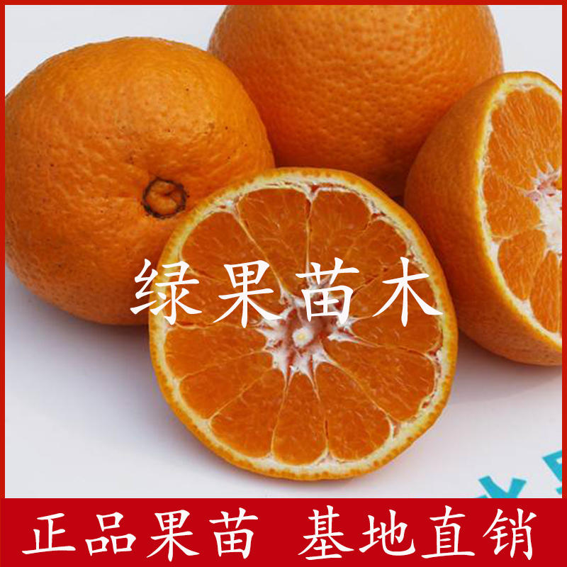 濑户见柑橘苗橘子树苗新品种