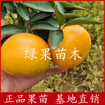 华美7号柑橘苗优质果苗品种纯正