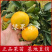 华美7号柑橘苗优质果苗品种纯正