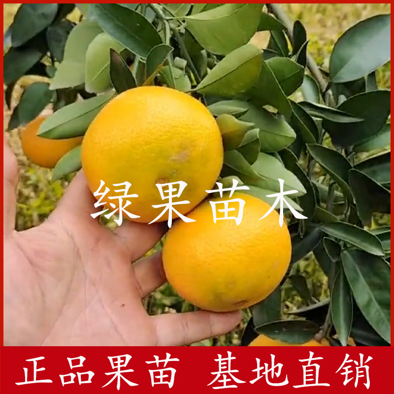 华美7号柑橘苗优质果苗品种纯正
