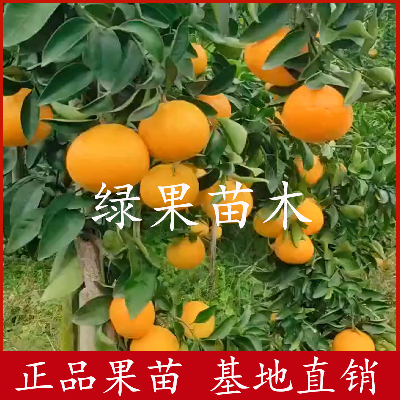 华美7号柑橘苗优质果苗品种纯正