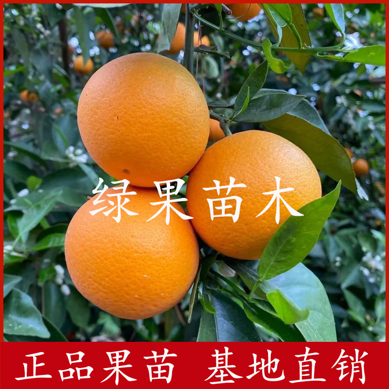 长叶香橙苗脐橙苗嫁接橙子苗品种纯正