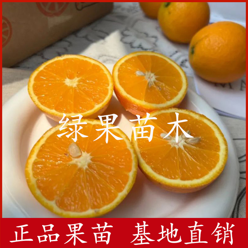 长叶香橙苗脐橙苗嫁接橙子苗品种纯正