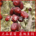 灰枣苗新疆大枣树苗红枣树苗