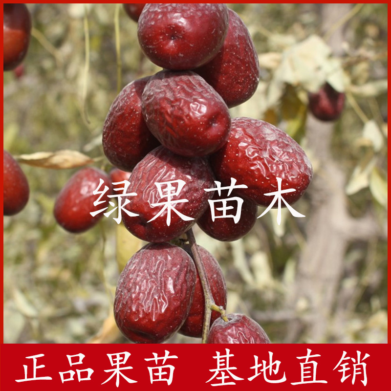 灰枣苗新疆大枣树苗红枣树苗