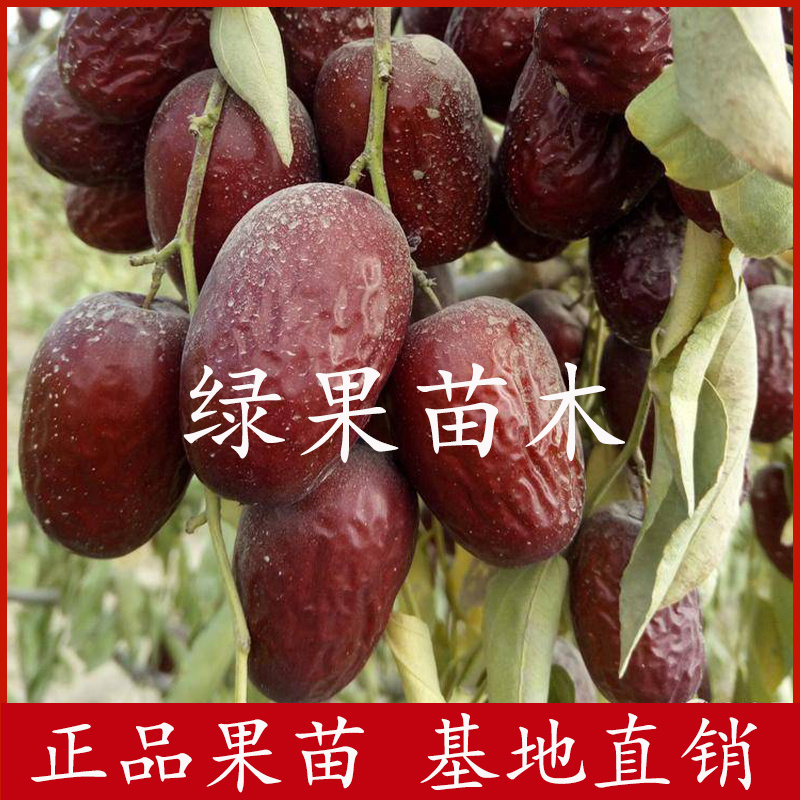 灰枣苗新疆大枣树苗红枣树苗