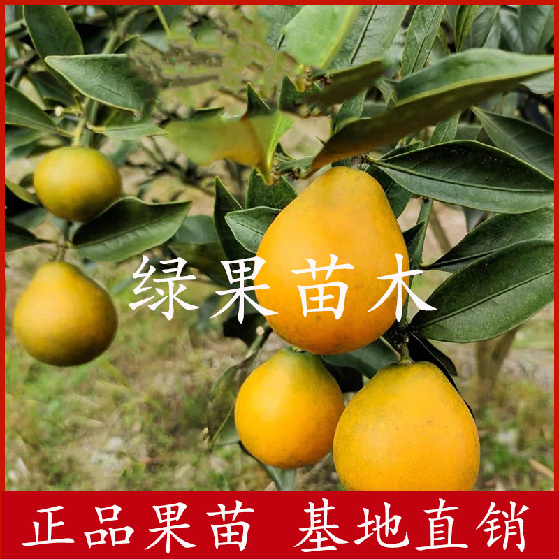 脆蜜金柑树苗嫁接金桔苗品种