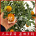 脆蜜金柑树苗嫁接金桔苗品种