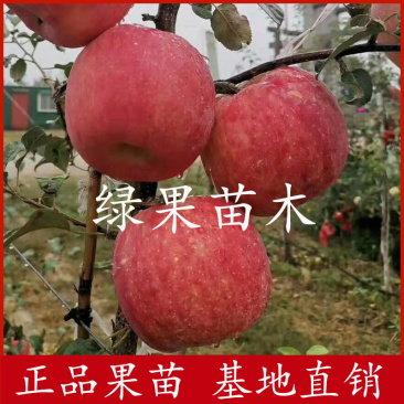 蜜脆甜苹果苗嫁接苹果苗矮化苹果苗