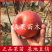 蜜脆甜苹果苗嫁接苹果苗矮化苹果苗