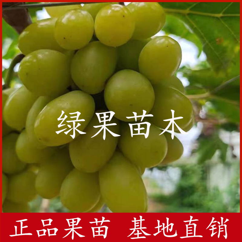 秋天清脆葡萄苗自然无核脆甜爽口
