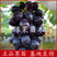 黑阳光玫瑰葡萄苗黑色极香苗纯正品种