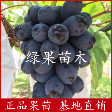 黑皇葡萄苗无核BK基地果苗纯正品种