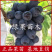 黑皇葡萄苗无核BK基地果苗纯正品种