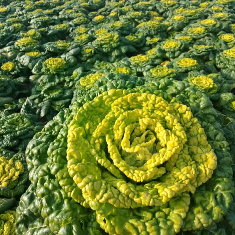 乌塌菜种子菊黄心矮桩早熟耐寒抗病能力强基地用种