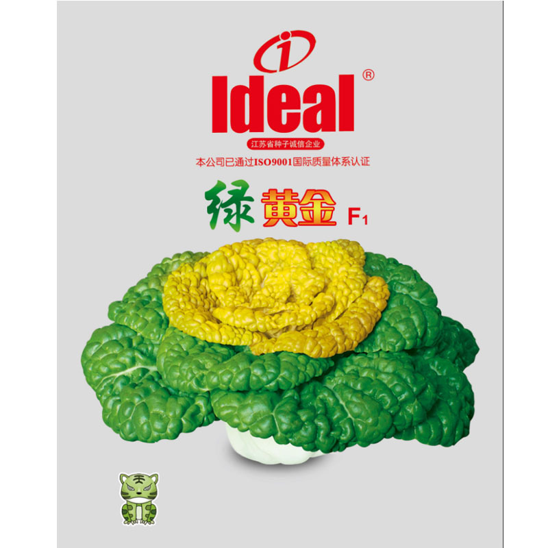 黄心乌塌菜种子绿黄金杂交种早熟高产耐寒蔬菜菊黄芯