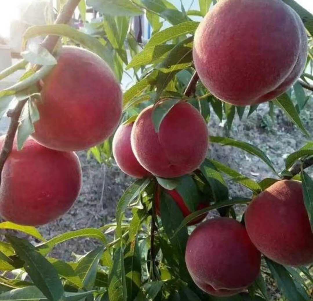 冬桃果园种植场景