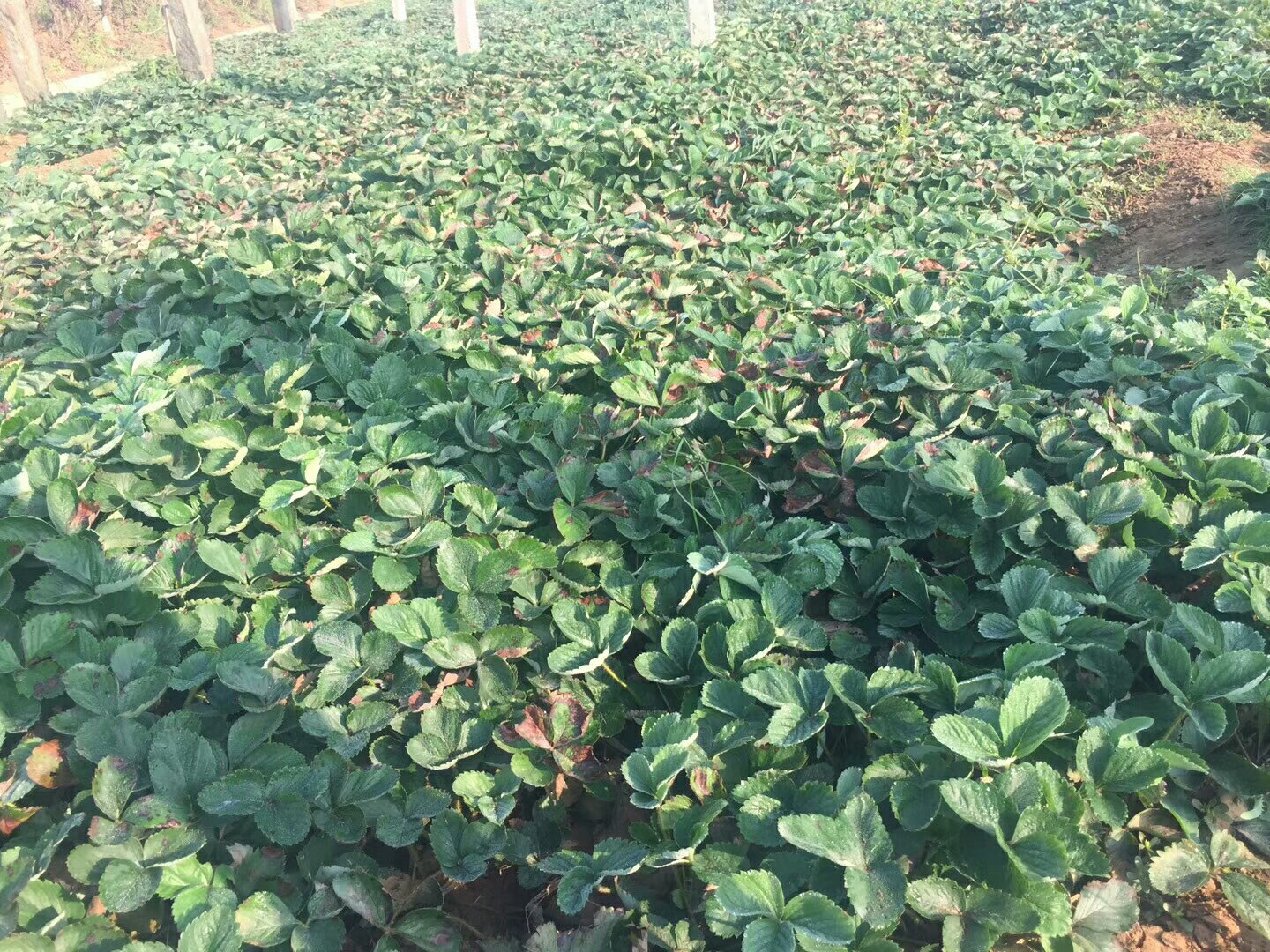 章姬草莓植株与果实特写