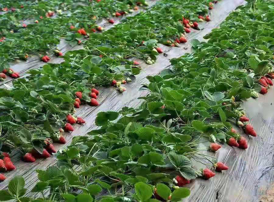 一颗成熟的章姬草莓,呈长圆锥形,果色浅红至橙红,表面光滑无瑕,果尖微微泛黄,切开后果肉呈淡黄色,质地细腻均匀,果汁丰富,背景为绿色叶片衬托,突出其新鲜饱满的状态 章姬草莓特写