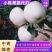 黄元帅苹果产地直发量大从优一手货源欢迎联系看货