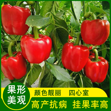 布鲁斯彩椒苗甜椒苗菜椒方椒高产抗病性强