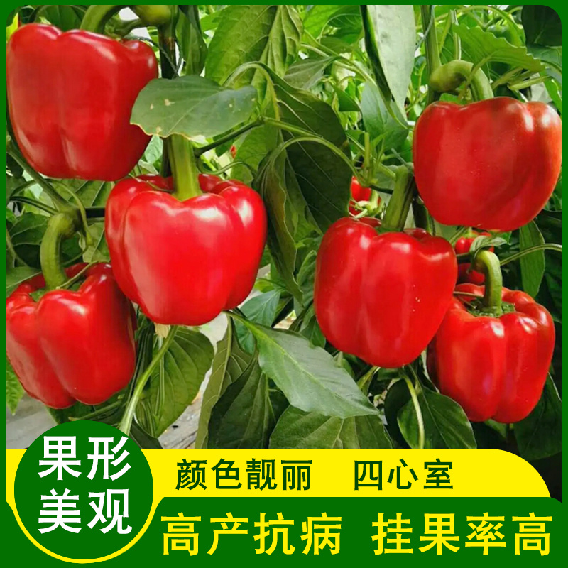 布鲁斯彩椒苗甜椒苗菜椒方椒高产抗病性强