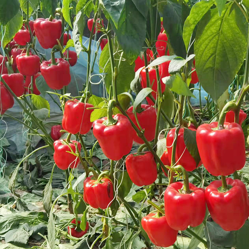布鲁斯彩椒苗甜椒苗菜椒方椒高产抗病性强